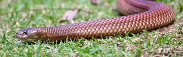 king-brown-snake-mulga-australian-reptile-park