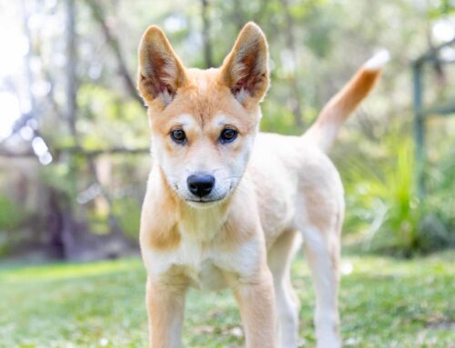 Meet Chili, Our New Dingo Puppy