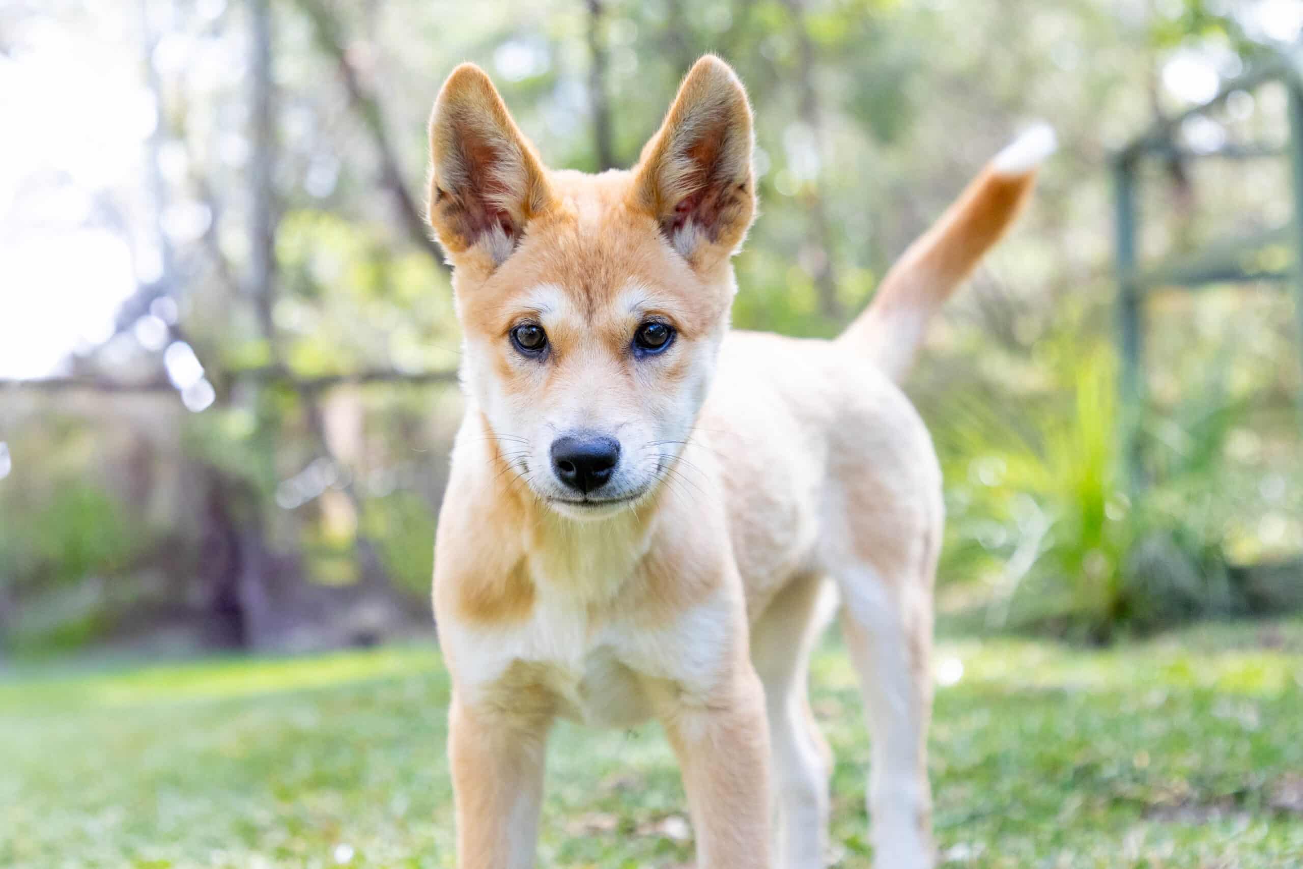 Chili the dingo puppy at the Australian Reptile Park