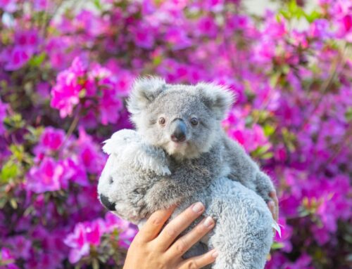 Orphaned Koala Joeys Find New Home