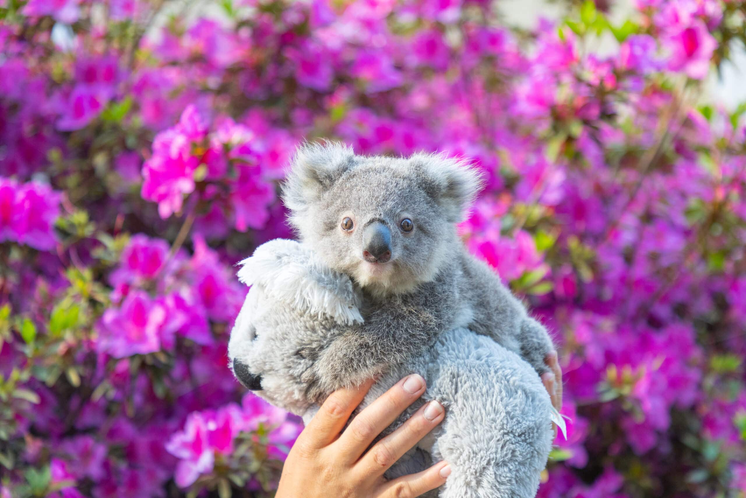 orphaned Koala joey Edgar with Zookeeper Seleena