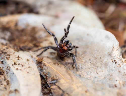 Caution! Funnel-Web Spider Season Begins