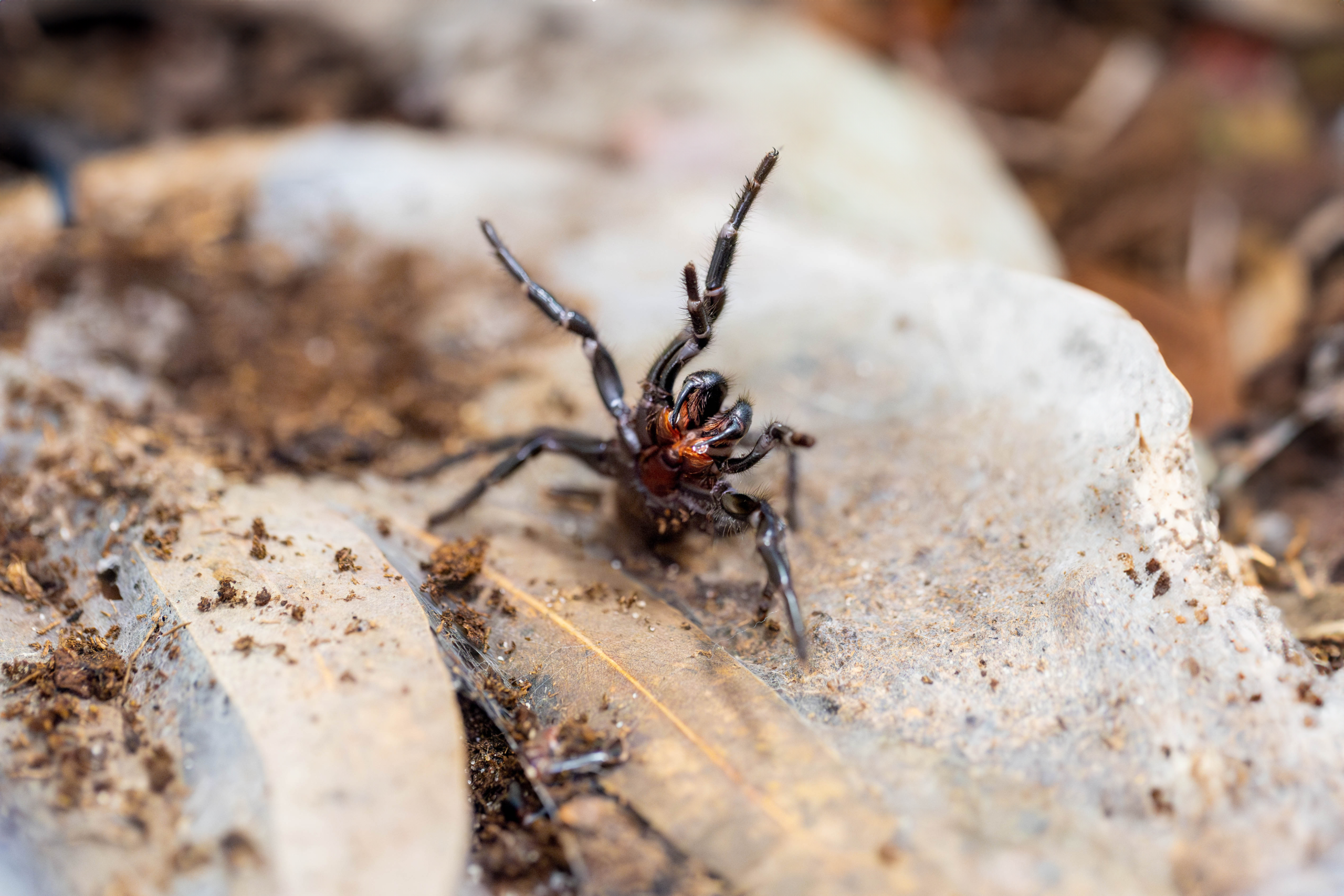 Sydney funnel web spider with venom on fangs at Australian Reptile Park